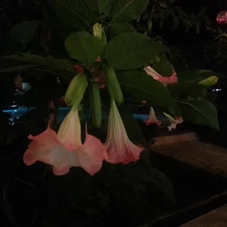 Family Muses Hotel 3*